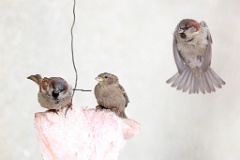 birds_feeding_Passer_domesticus_2014_0202_1111