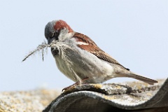 birds_material_nest_Passer_domesticus_2012_0511_1000
