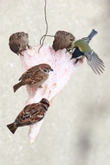 birds_feeding_Passer_montanus_2014_0202_1115