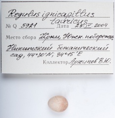eggs_apart_Regulus_ignicapillus201010061547