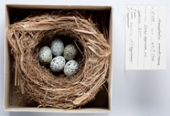 eggs_museum_Acrocephalus_arundinaceus201009301445