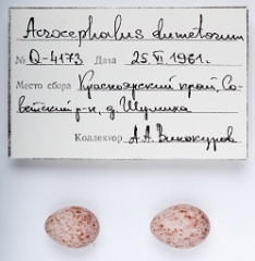 eggs_apart_Acrocephalus_dumetorum201010061314
