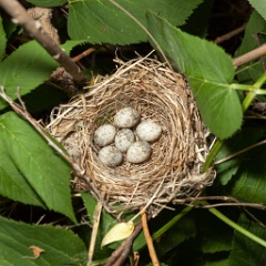 nest090602-1_eggs_nature_Acrocephalus_dumetorum200906071203-2
