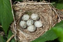 nest090602-1_eggs_nature_Acrocephalus_dumetorum200906071207-1