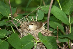 nest090602-1_nest_with_bird_Acrocephalus_dumetorum200906091207-1