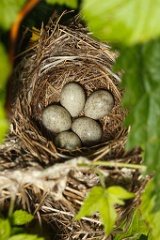 nest100527-02_eggs_nature_Acrocephalus_dumetorum201006101103-3