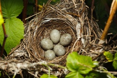 nest100527-02_eggs_nature_Acrocephalus_dumetorum201006101103-4