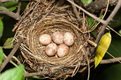 nest100527-03_eggs_nature_Acrocephalus_dumetorum201006021401-1