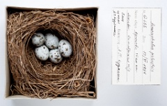 eggs_museum_Acrocephalus_palustris201009301552