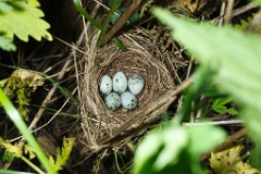 eggs_nature_Acrocephalus_palustris201006091610