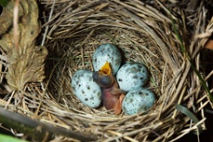 eggs_nature_Acrocephalus_palustris201006151520