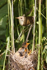 nest_with_bird_Acrocephalus_palustris201006241217