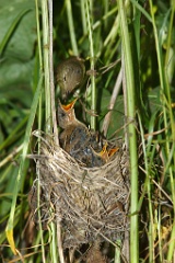 nest_with_bird_Acrocephalus_palustris201006241225-2