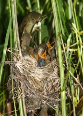 nest_with_bird_Acrocephalus_palustris201006241245