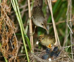 nest_with_bird_Acrocephalus_palustris201006260951-2