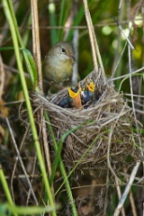 nest_with_bird_Acrocephalus_palustris201006261006-1