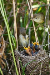 nest_with_bird_Acrocephalus_palustris201006261006
