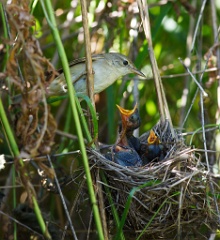 nest_with_bird_Acrocephalus_palustris201006261101
