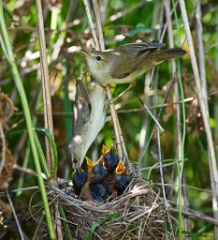 nest_with_bird_Acrocephalus_palustris201006261104