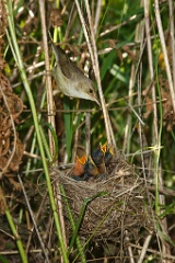 nest_with_bird_Acrocephalus_palustris201006261106