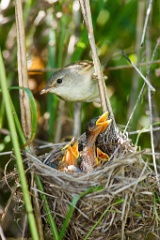 nest_with_bird_Acrocephalus_palustris201006261133