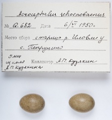 eggs_apart_Acrocephalus_schoenobaenus201009301522