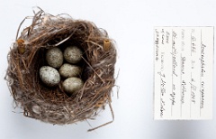 eggs_museum_Acrocephalus_scirpaceus201009301545