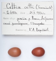 eggs_apart_Cettia_cetti201010061235-1