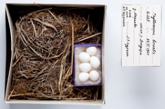 eggs_museum_Phylloscopus_borealis201009301607