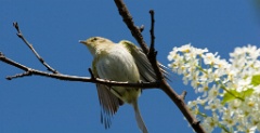 bird_singing_Phylloscopus_trochilus200805031243