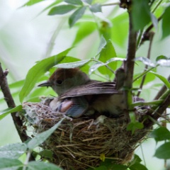 nest_with_bird_Sylvia_atricapilla200906031721-1