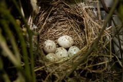 eggs_nature_Sylvia_curruca200705292023