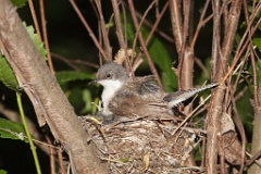 nest_with_bird_Sylvia_curruca200906071757