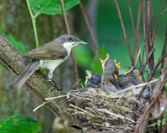 nest_with_bird_Sylvia_curruca200906091527