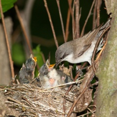 nest_with_bird_Sylvia_curruca200906091547