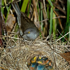 nest_with_bird_Sylvia_nisoria201006091140