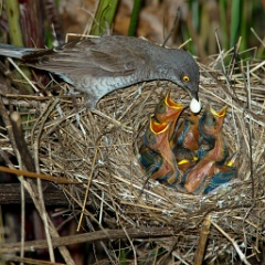 nest_with_bird_Sylvia_nisoria201006091223