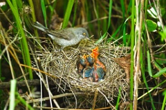 nest_with_bird_Sylvia_nisoria201006091356