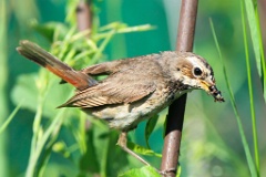 birds_feeding_Luscinia_svecica_2012_0613_0857