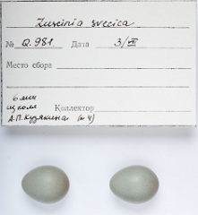 eggs_apart_Luscinia_svecica201009301723