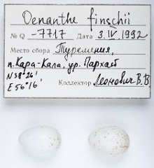 eggs_apart_Oenanthe_finschii201010211644