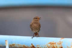 bird_singing_Phoenicurus_ochruros201206021906