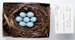eggs_museum_Phoenicurus_phoenicurus201009301823