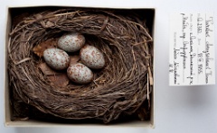 eggs_museum_Turdus_chrysolaus201010061708