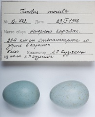 eggs_apart_Turdus_merula201010011520