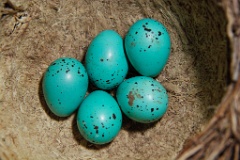 eggs_nature_Turdus_philomelos200805101433