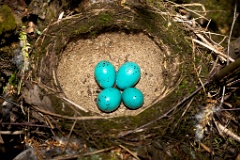 eggs_nature_Turdus_philomelos200906101837