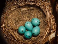 eggs_nature_Turdus_philomelos201005111104