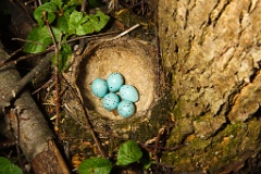 eggs_nature_Turdus_philomelos201005111911
