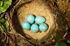 eggs_nature_Turdus_philomelos201005111912
